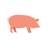 Schweinsleder